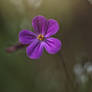 Herb Robert