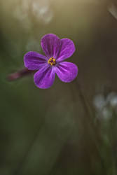 Herb Robert