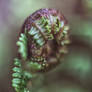 Purple Fern