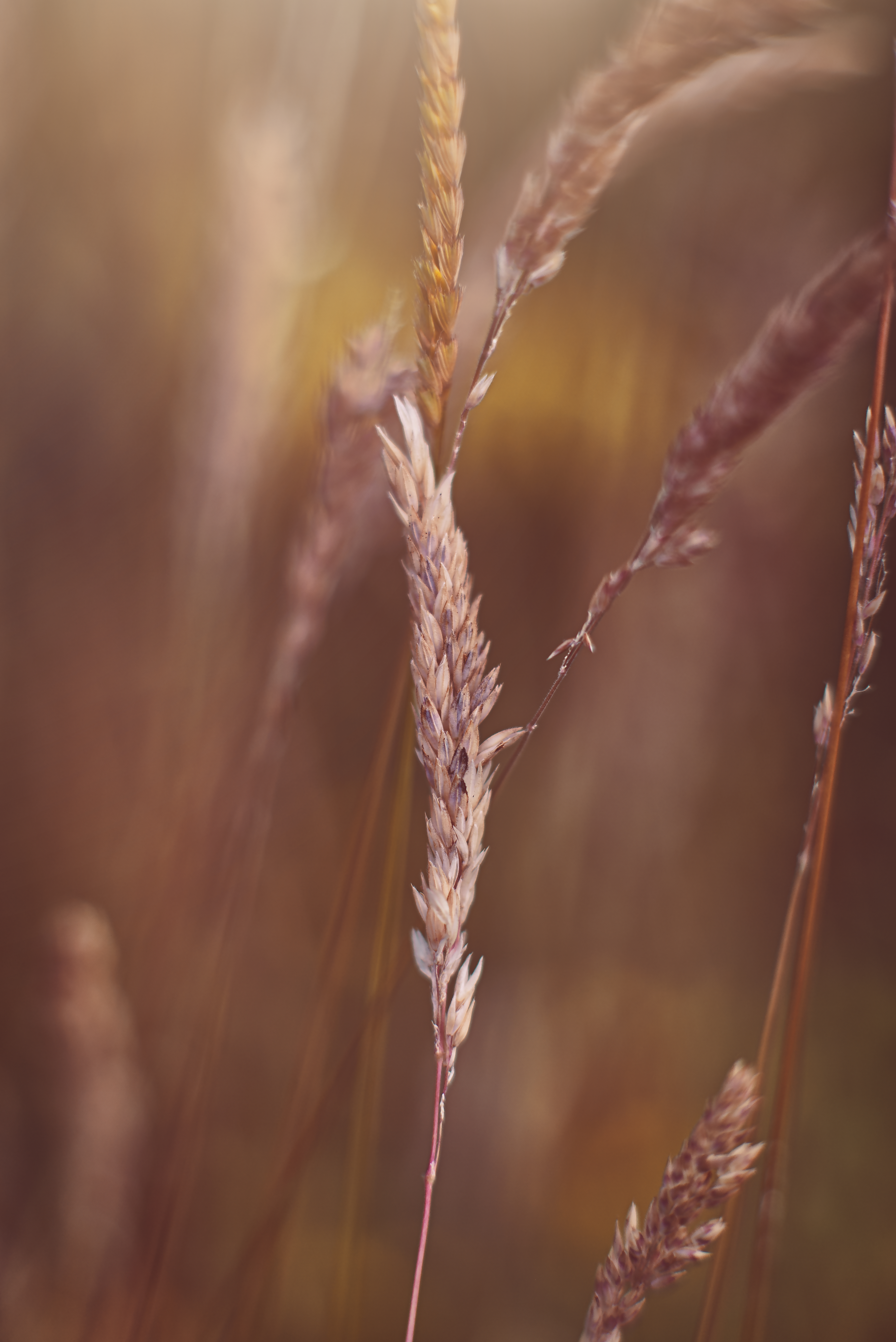 Sunset Grasses