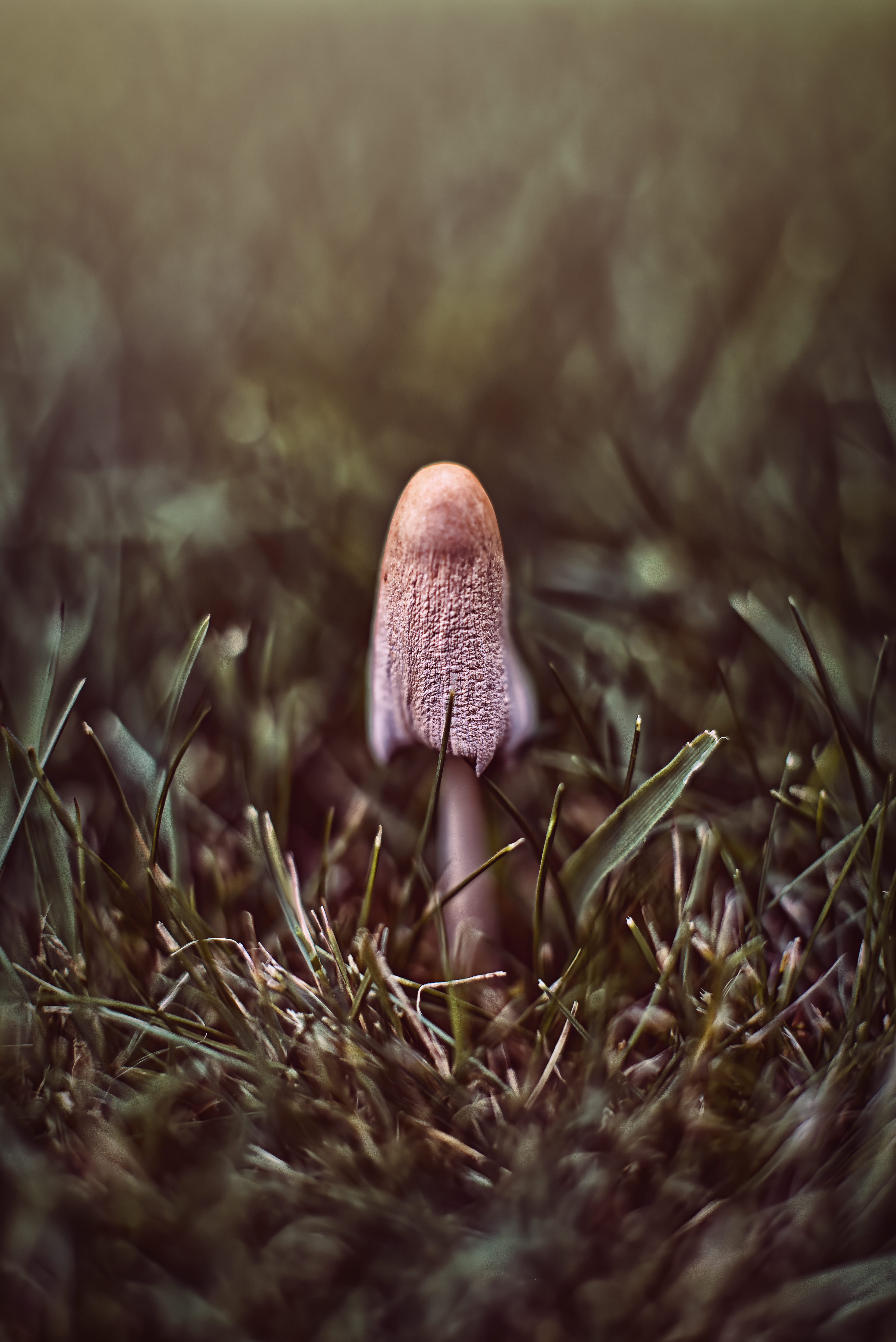 Mushroom