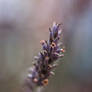 Late Summer Lavender