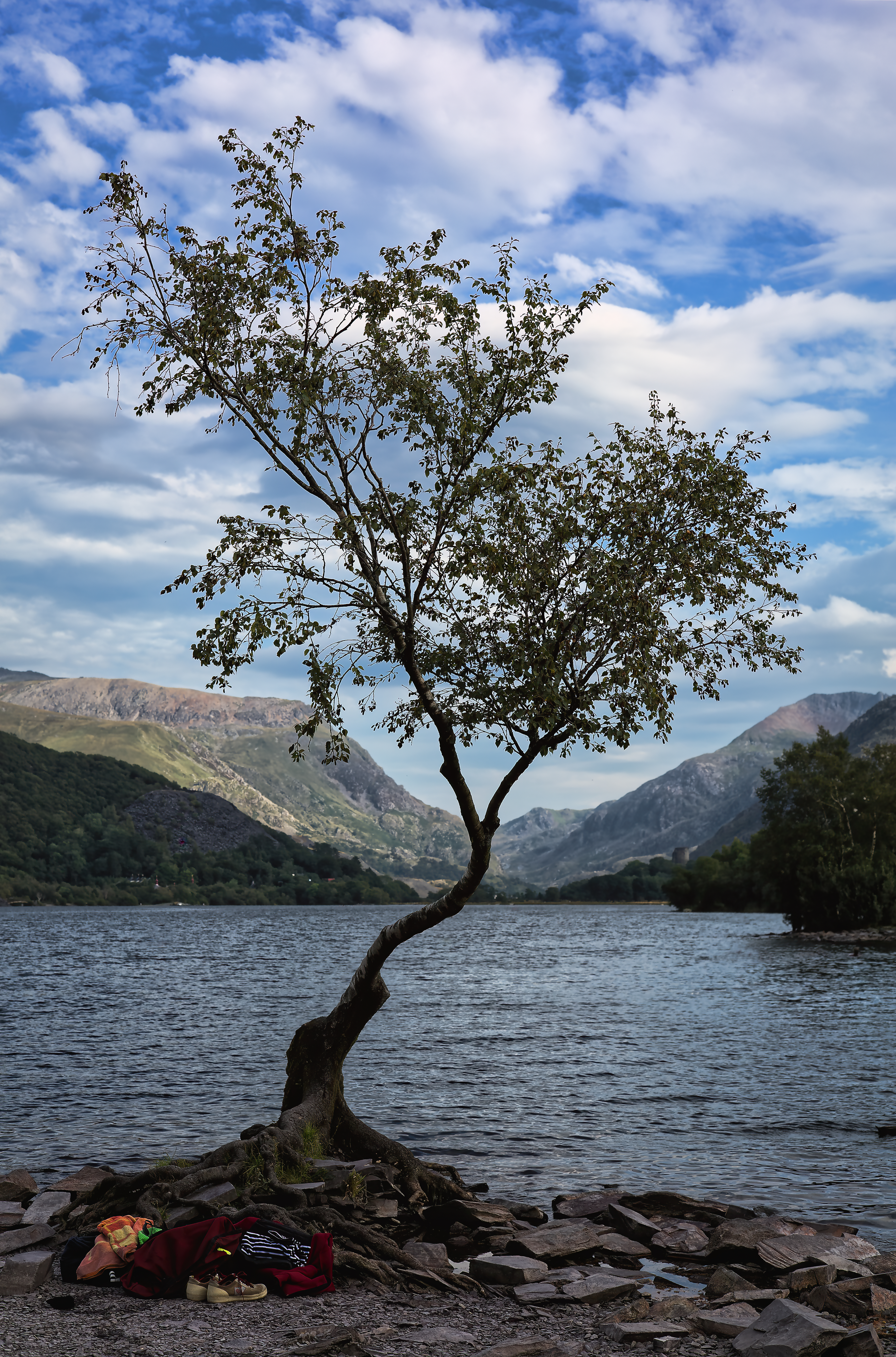 Lonely Tree