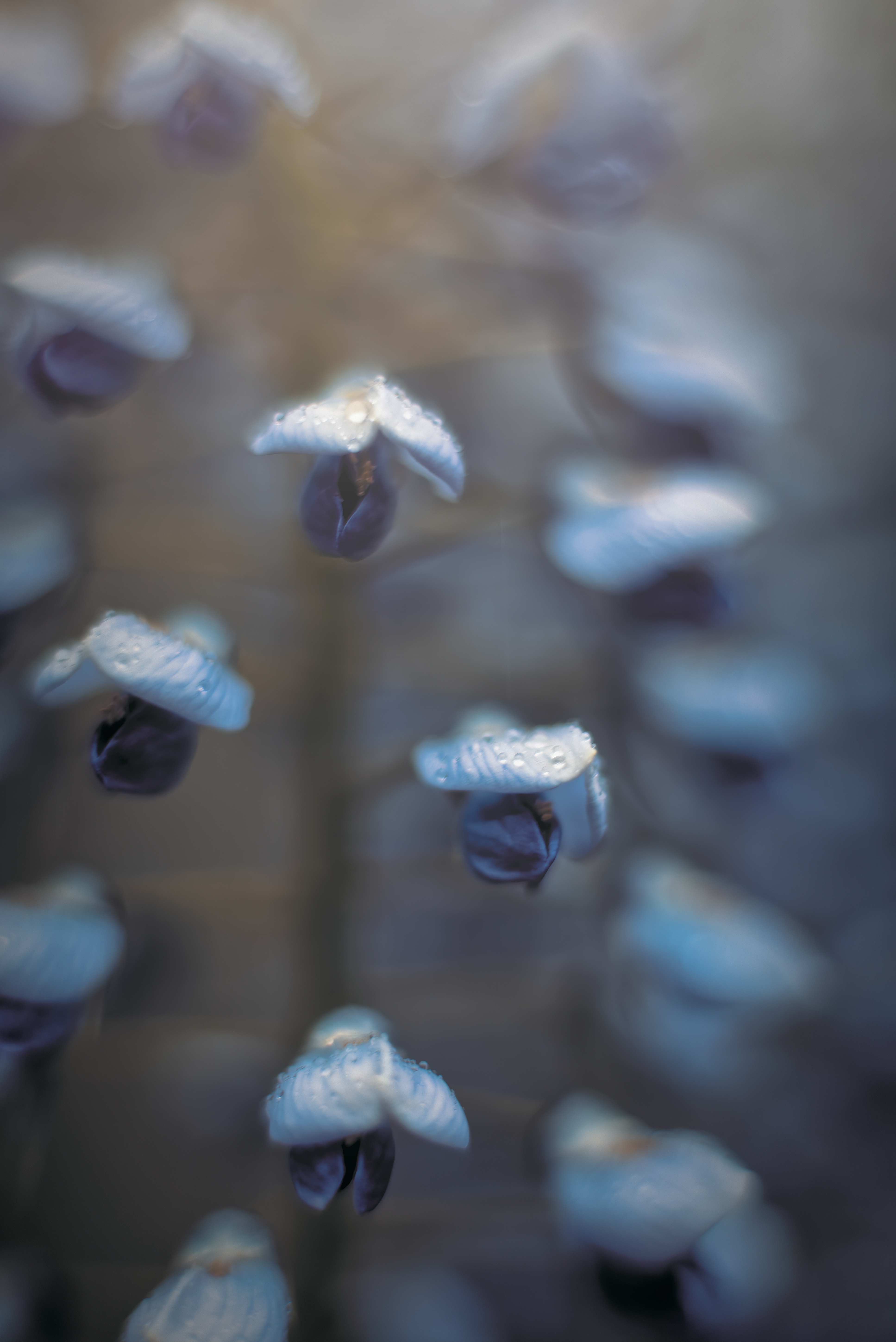 Wisteria in the Rain