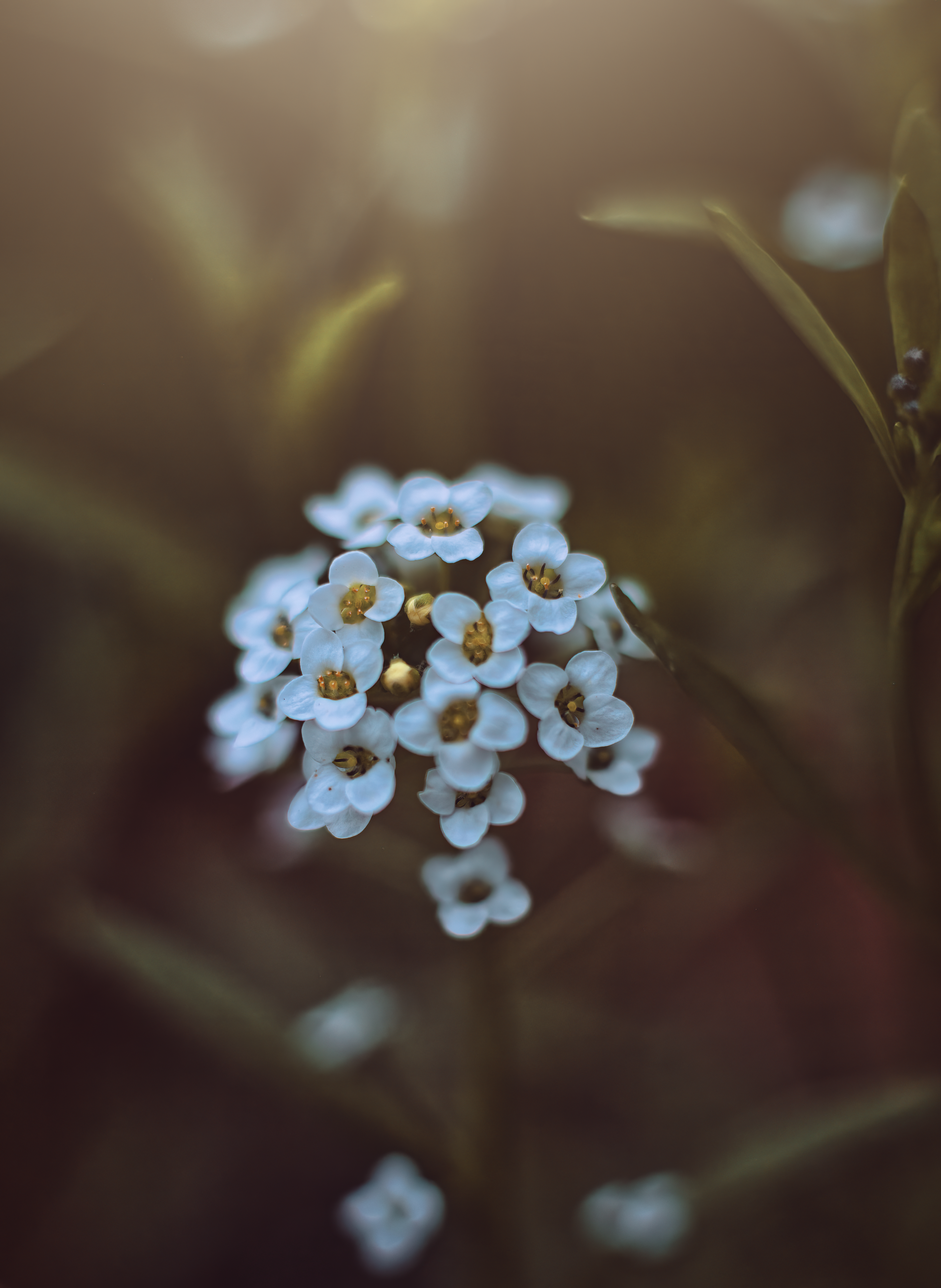 Alyssum