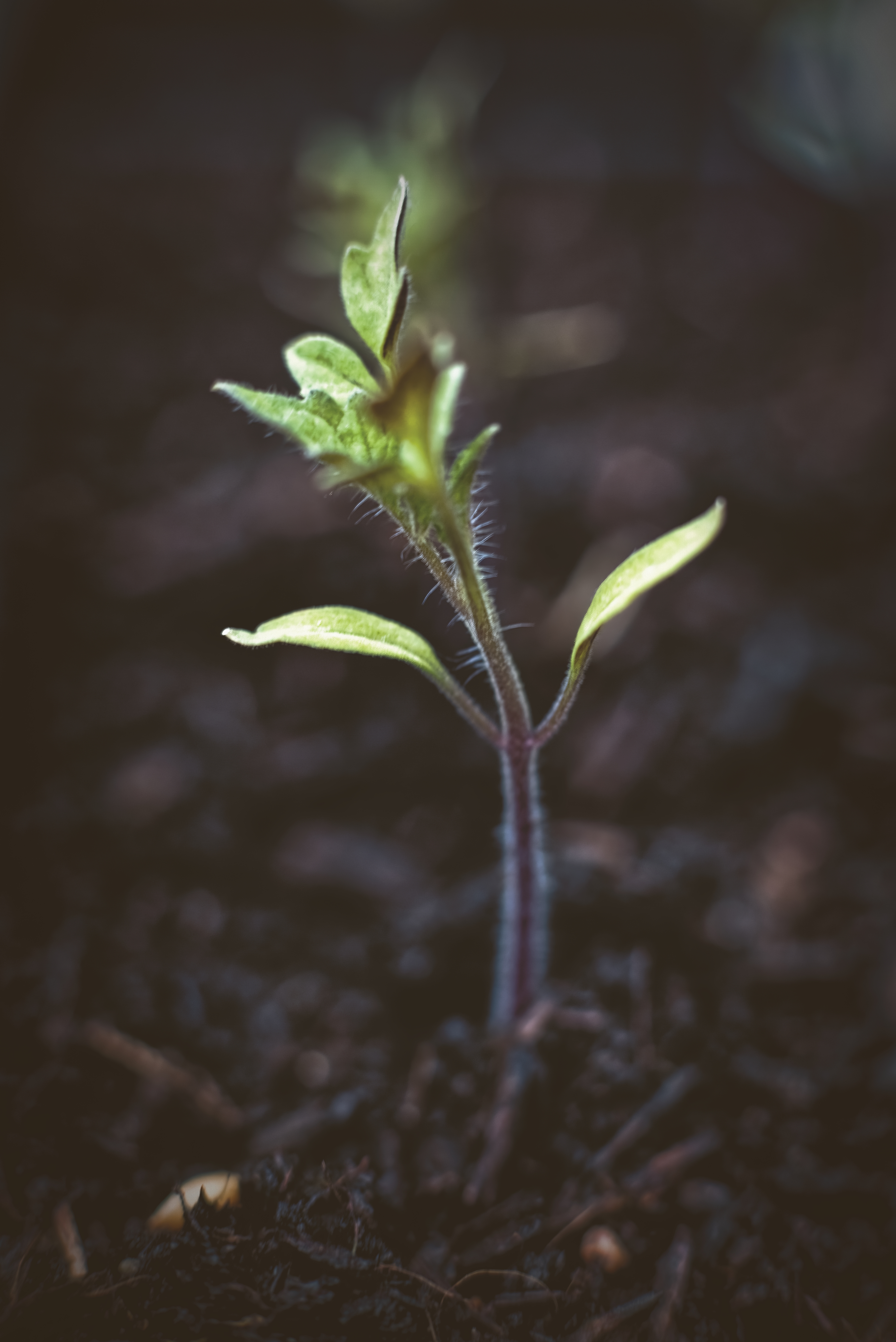 Tomato Plant