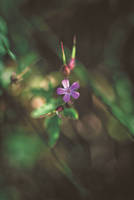 Geranium robertianum by WorldII