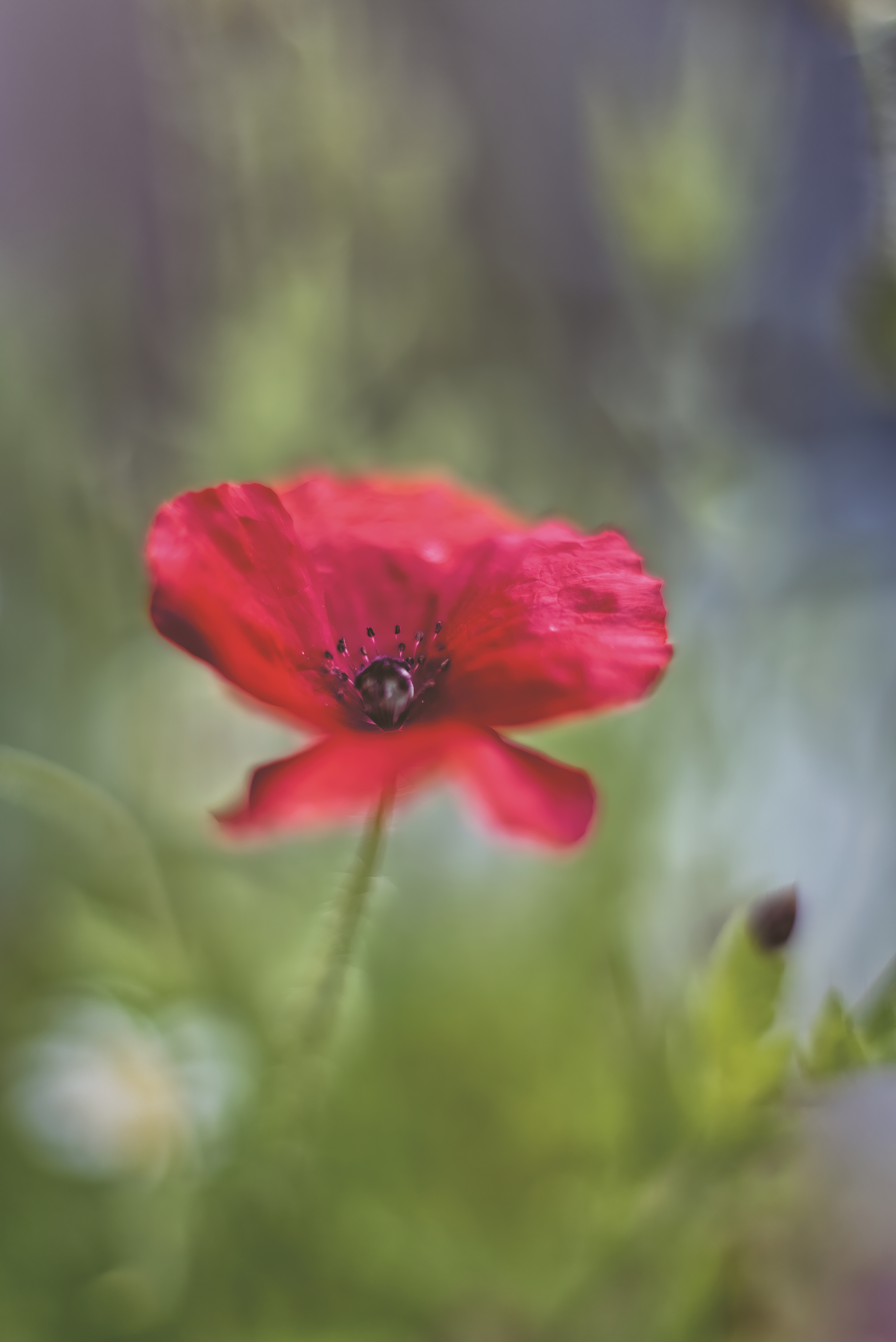 Poppy Art