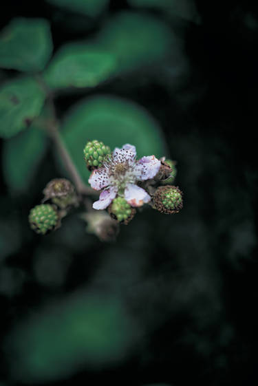 Incoming Berries