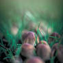 Fungus