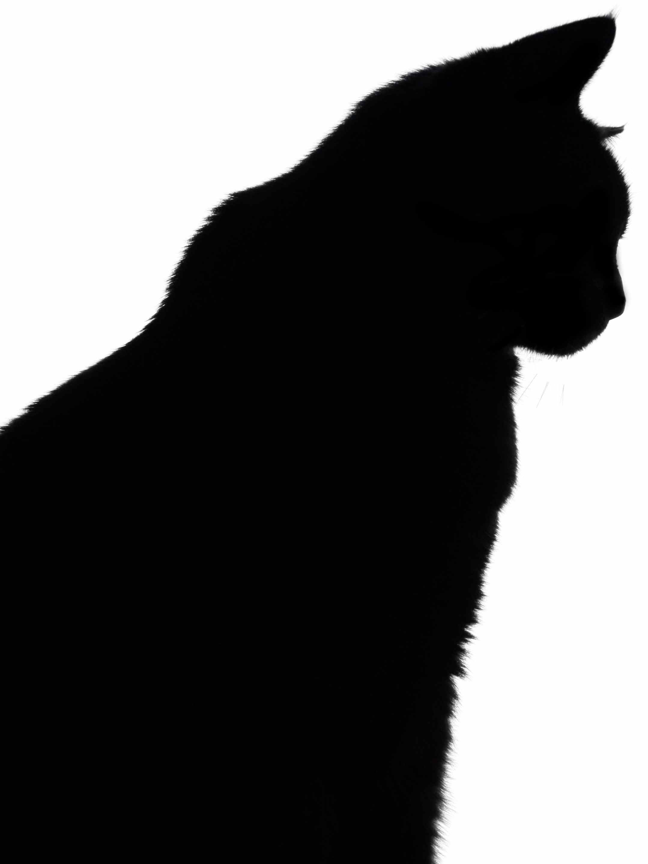 Black Cat Silhouette