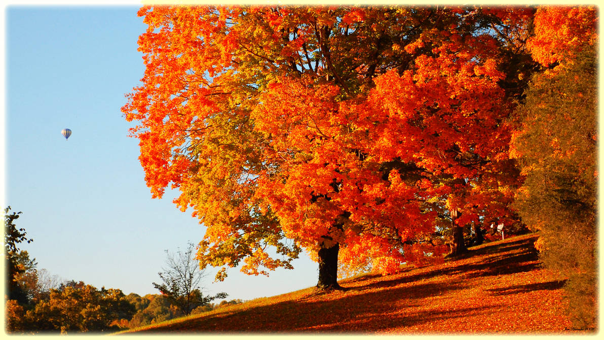 Updated 1920x1080 And 1366x768 Fall Wallpaper By Jonathanhasenfus On Deviantart 1366x768 autumn forest & gray path desktop pc and mac wallpaper. updated 1920x1080 and 1366x768 fall