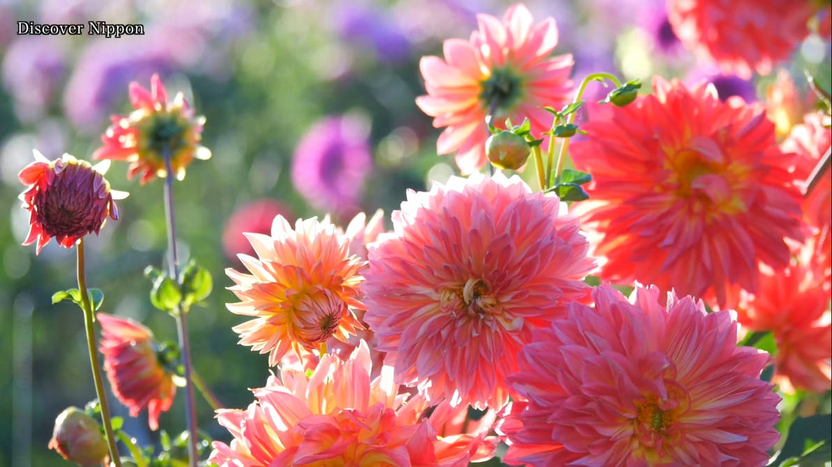 Flowers Live Wallpaper For Rainwallpaper By Smithjerry On Deviantart