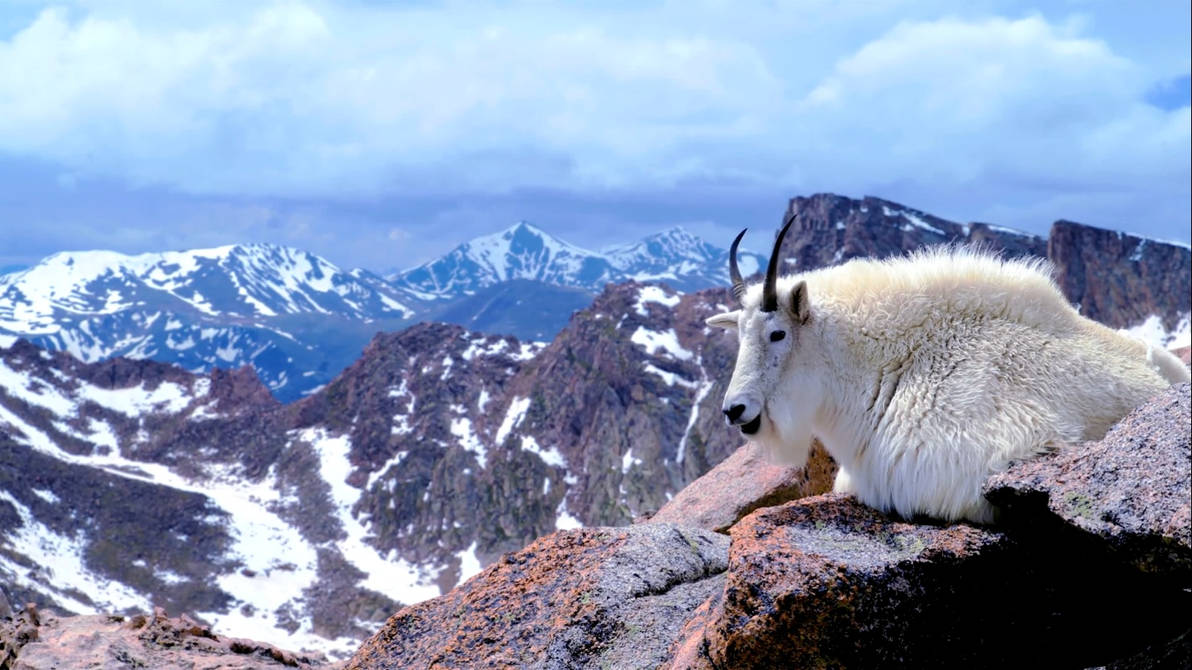 Жизнь животных в горах. Горный козел Карачаево Черкесия. Горный козел скалистых гор. Плато Путорана животные. Снежная коза Харрингтона.
