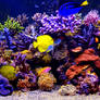 Aquarium-Live-Wallpaper