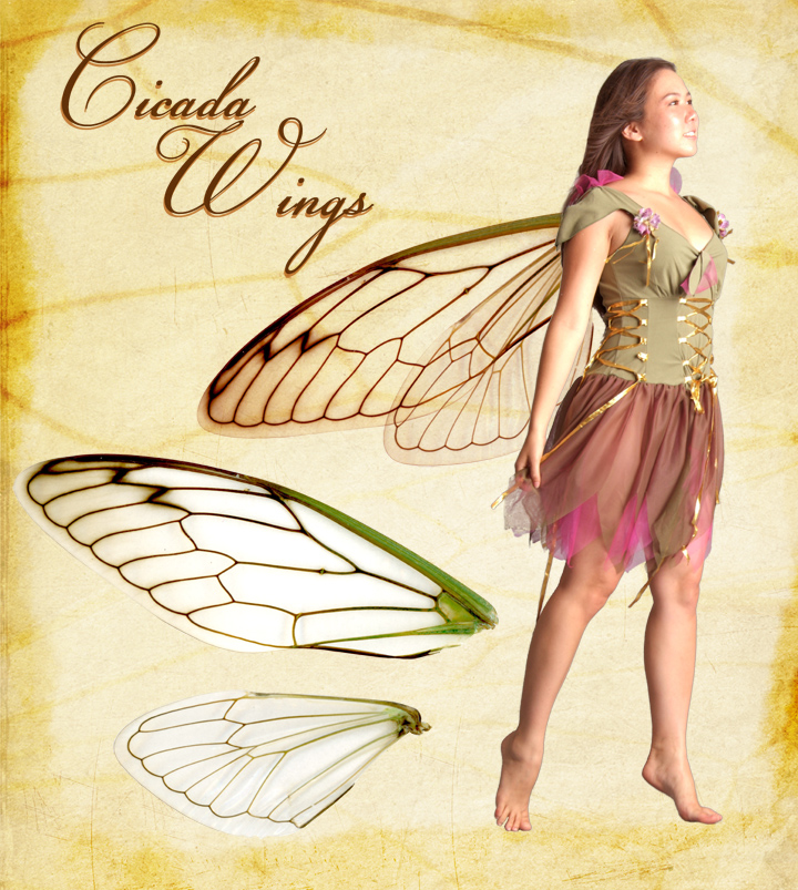 Cicada Wings stock
