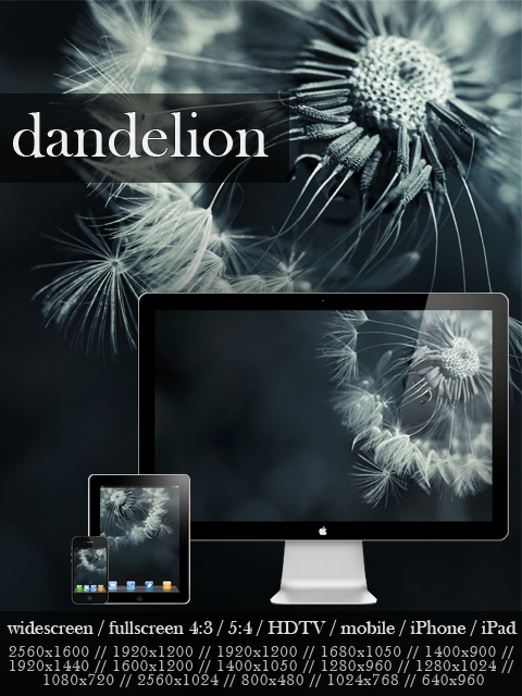 dandelion