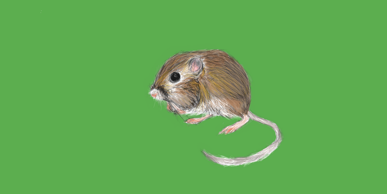 cute kangaroo rat by mysticaldoom on DeviantArt