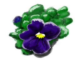 Pansy