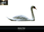 Swan png stock
