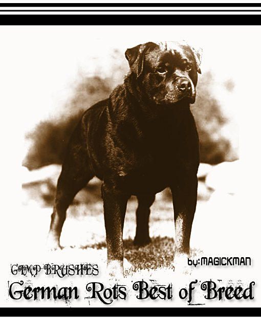 German Rotte German ROTS-best of breed by blueeyedmagickman on DeviantArt