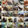 Animals and Nature Stock - Birds, Fish, + Reptiles