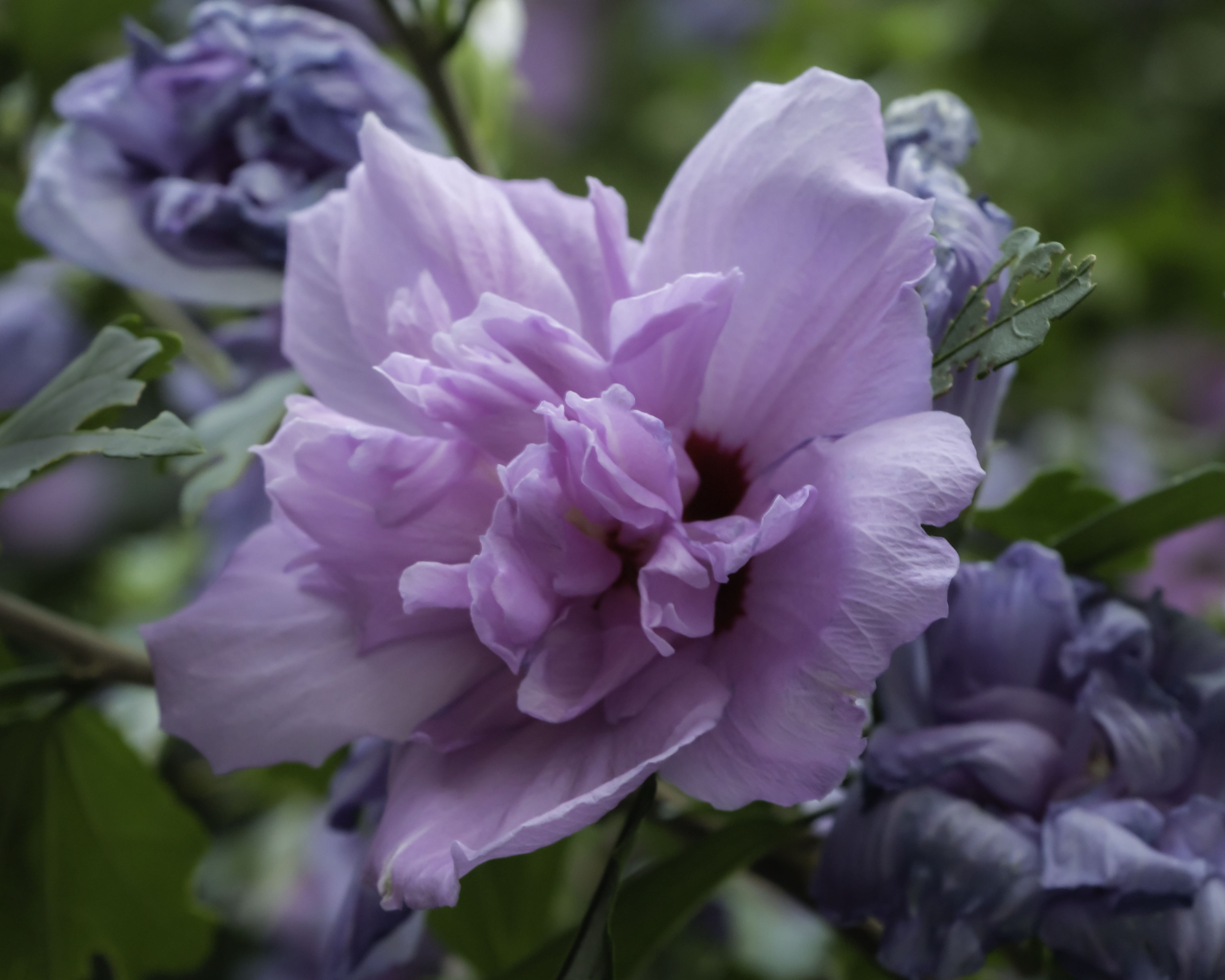 Purple Carnation flower