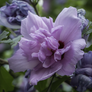 Purple Carnation flower