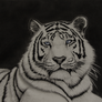 White Tiger Pencil Drawing