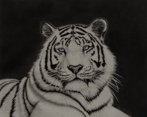 White Tiger Pencil Drawing