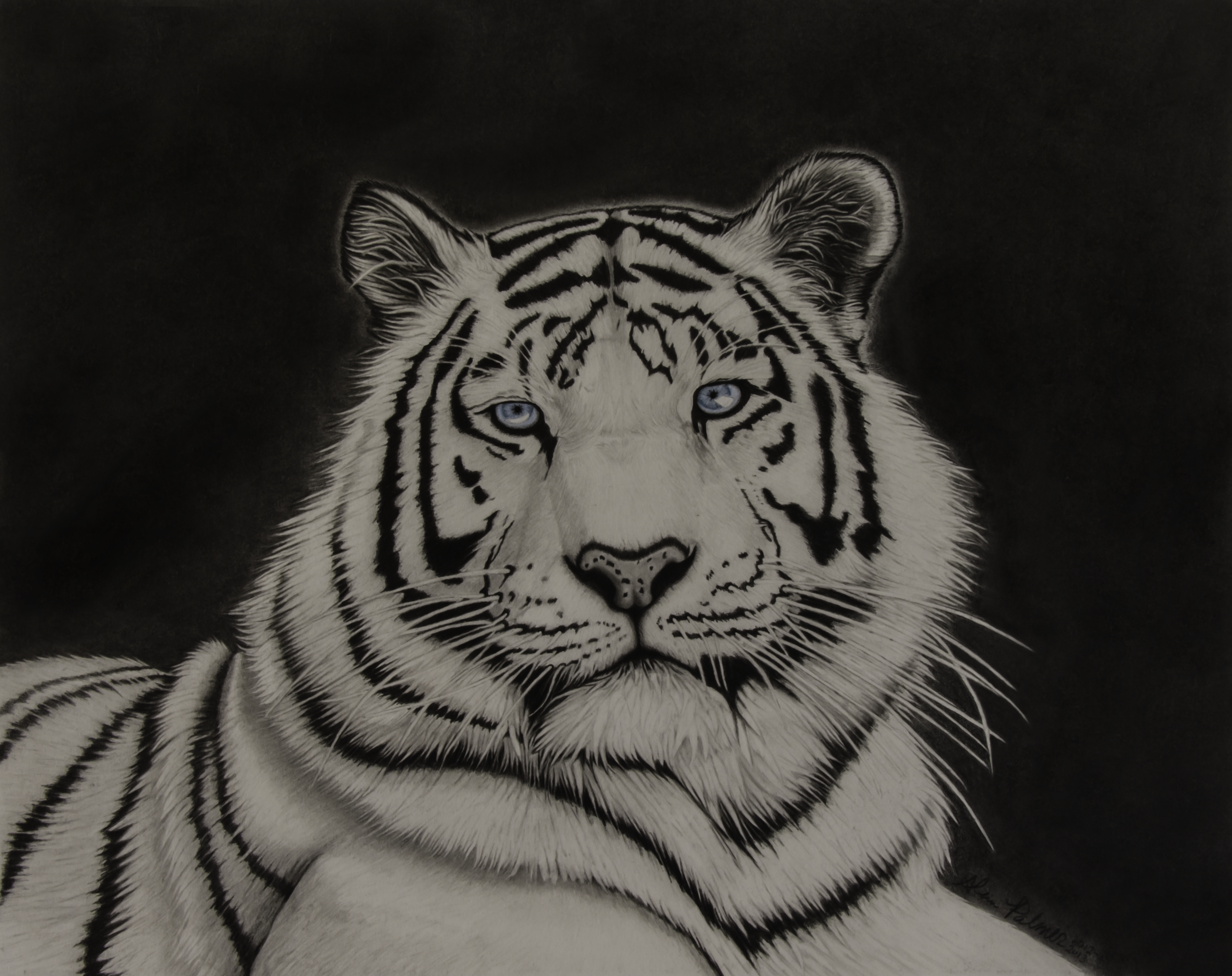 White tiger drawings
