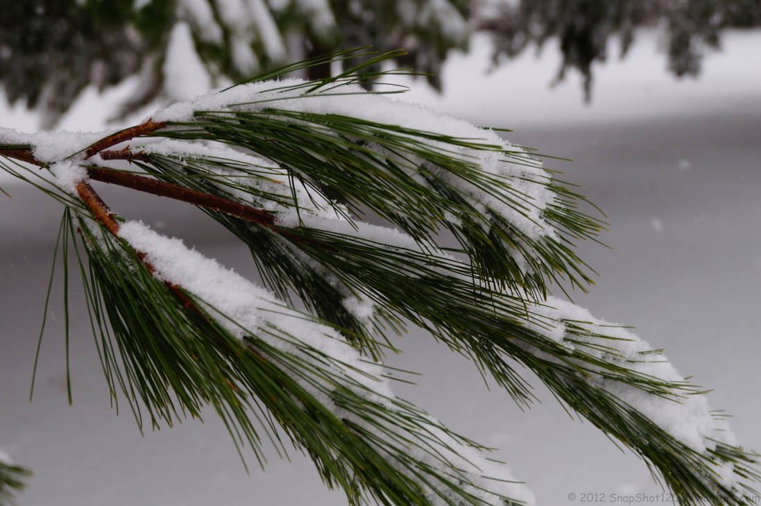 Snowy Pine Branch Stock by SnapShot120 on DeviantArt