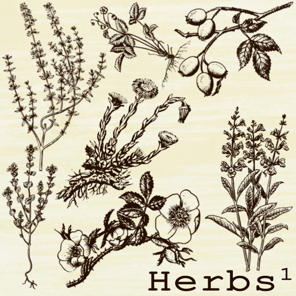 herbs brushes 1