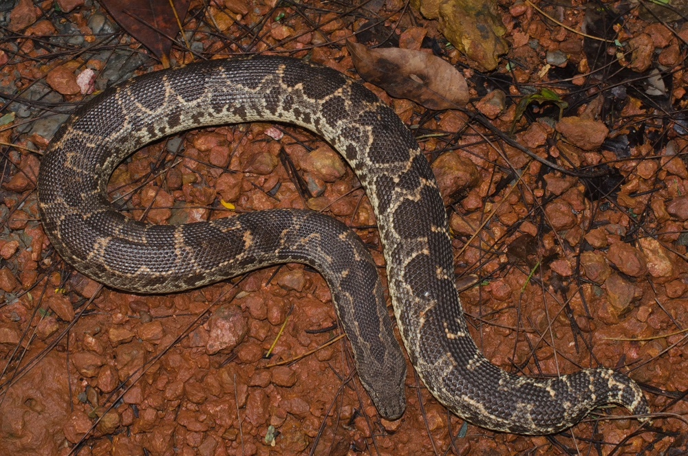 Russell's Boa Constrictor by LordofTheJungle99 on DeviantArt