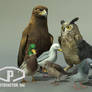 BIRDS PACK Free 3D Models