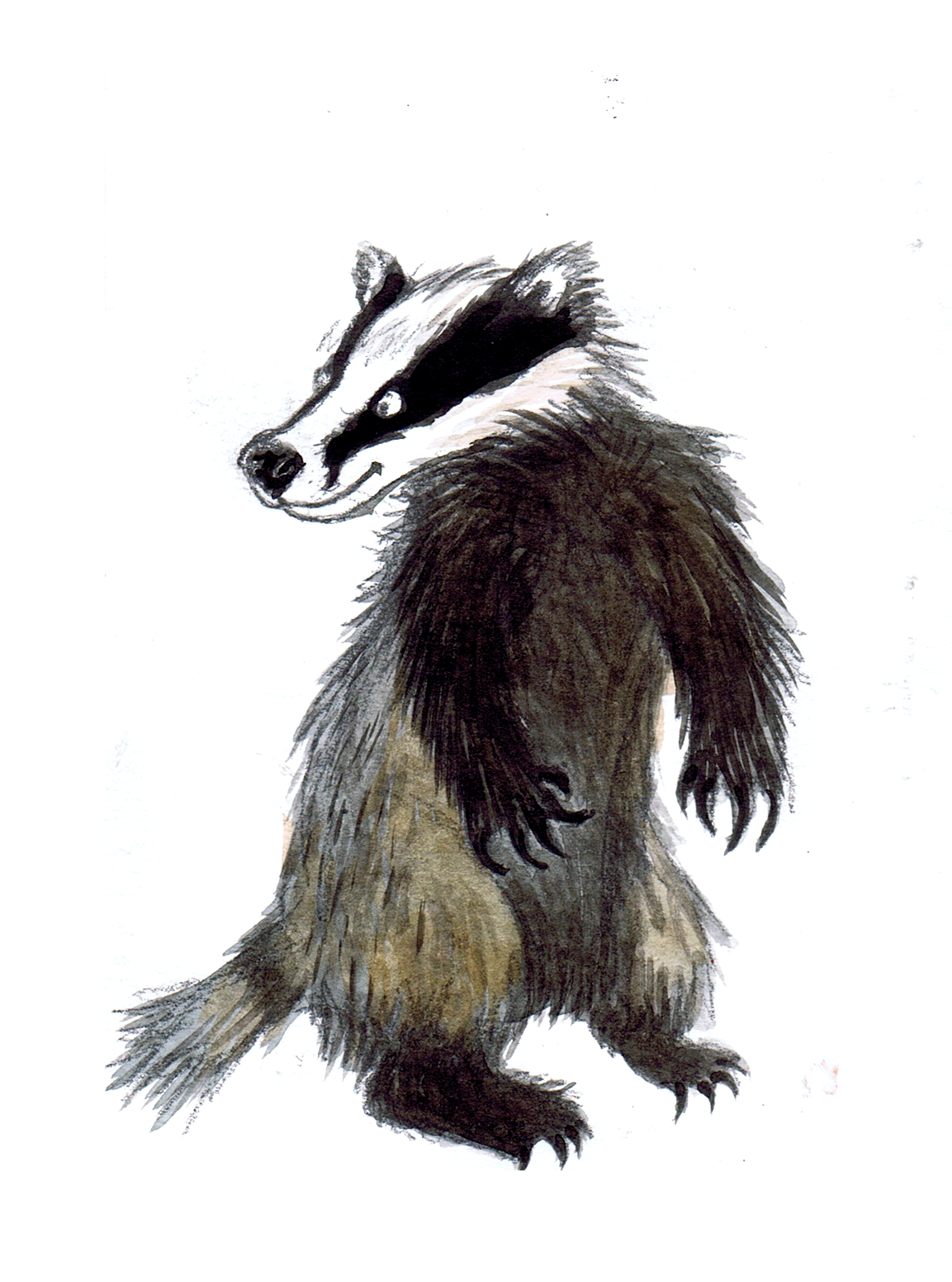 Badger by HaakonLie on DeviantArt