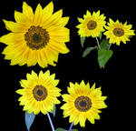 sunflower png's