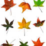 Autumn Leaves - Pack 1