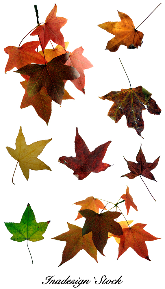 Autumn Leaves - Pack 2