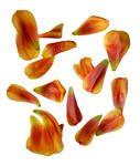 Petals 1_Tulip - Stock