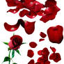 Rose and Petals Pack 1 - Stock