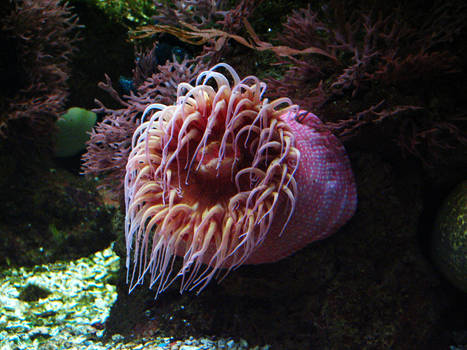 K-S: Anenome