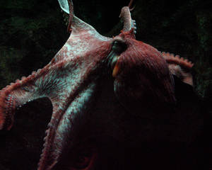 K-S: Octopus