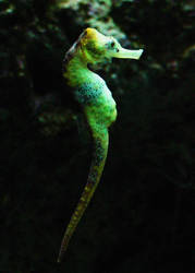 K-S: Seahorse