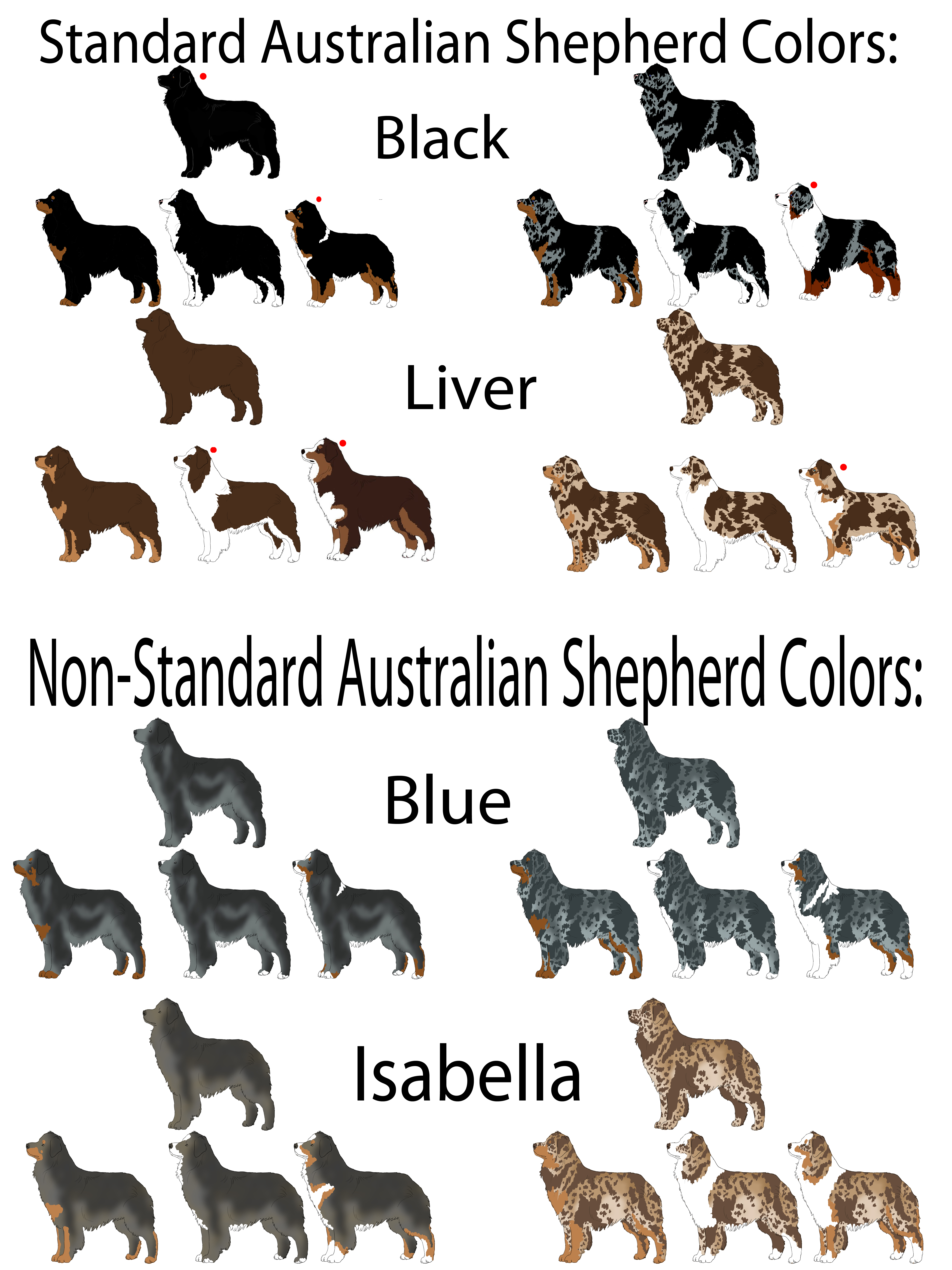 Australian shepherd color genetics hotsell
