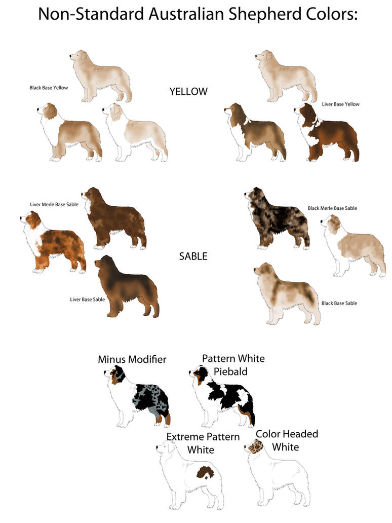Pattern white aussie sale