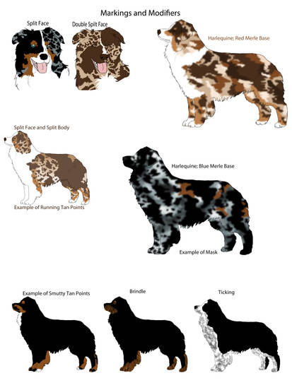 Harlequin merle aussie store