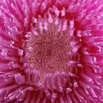 Anemone by willgregory7795