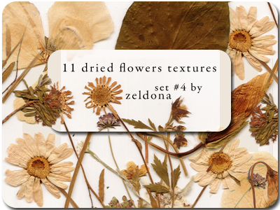 11 dried flowers textures