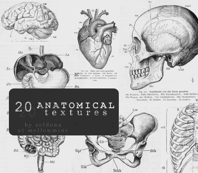 Anatomical textures